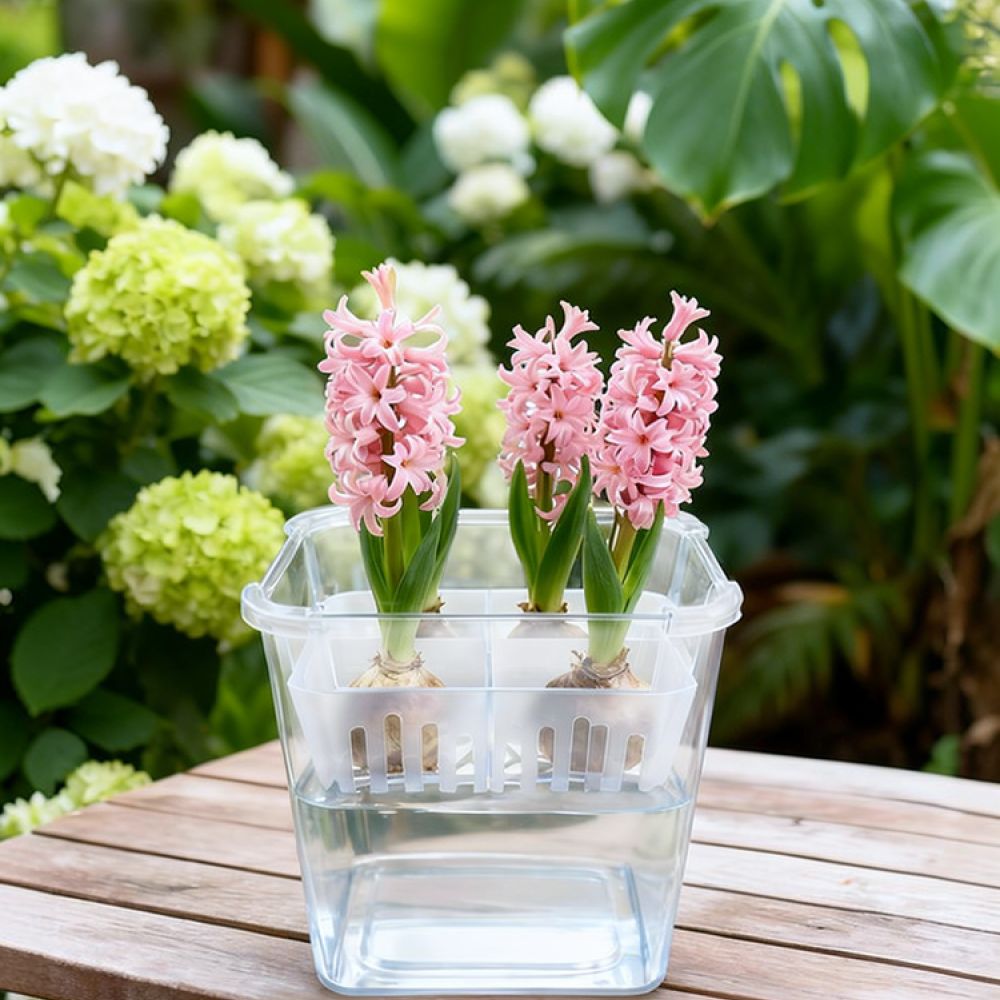 Indoor Plants - Hydroponic Vase For Tulip Lily Bulb