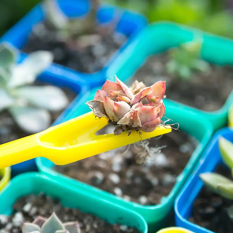 1/10Pcs Sowing Succulents Tran - огляд і ціна Succulent Set