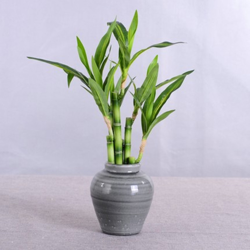 New 40cm Artificial Lucky Bamb - огляд і ціна Snake Plant