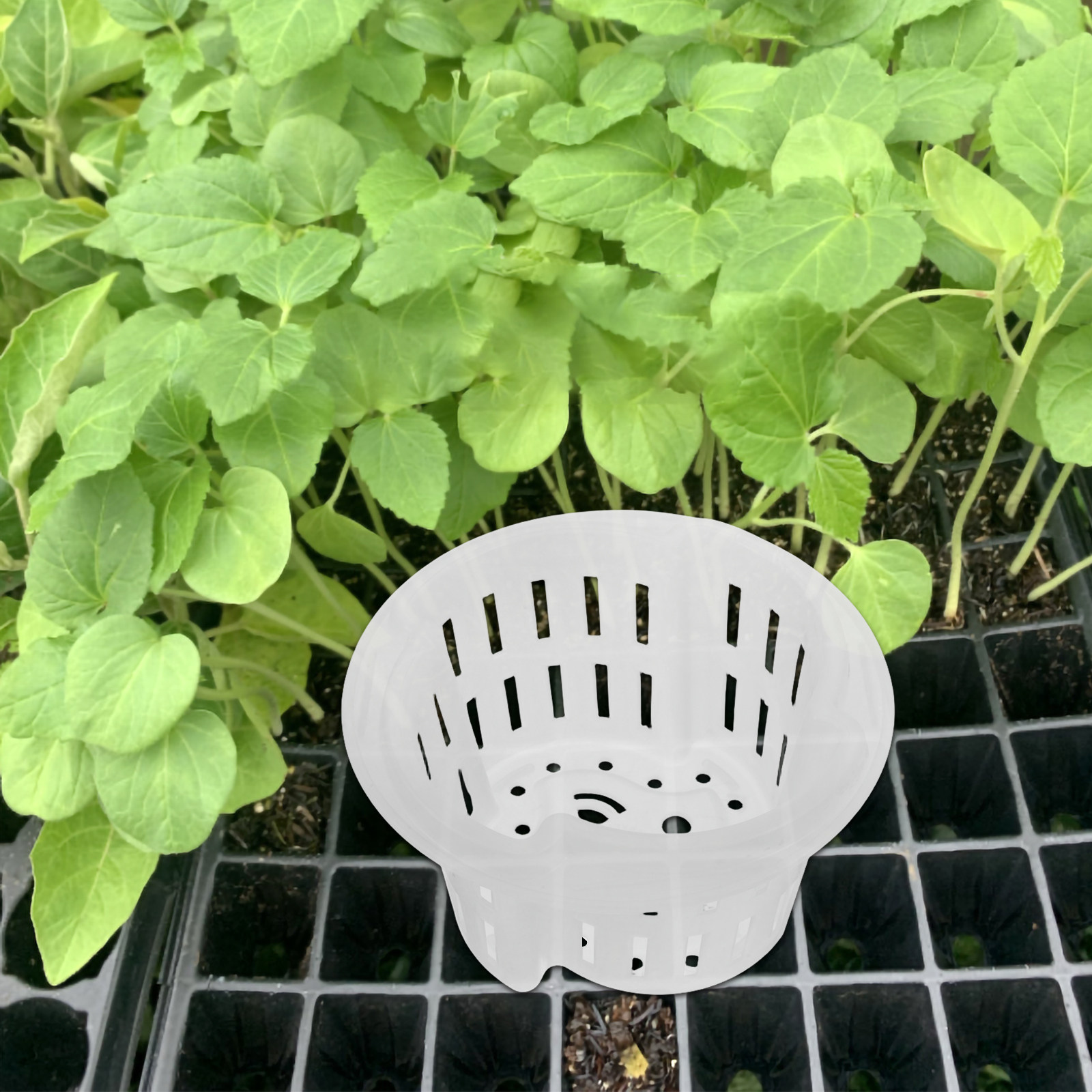 4Pcs Hydroponic Plant Pots Thi - огляд і ціна Indoor Plants