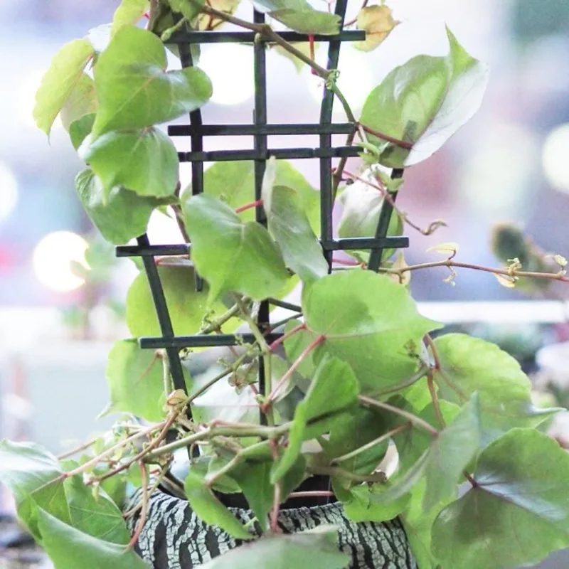2/8pcs Plant Support Frame Pla - огляд і ціна Terracotta Pot
