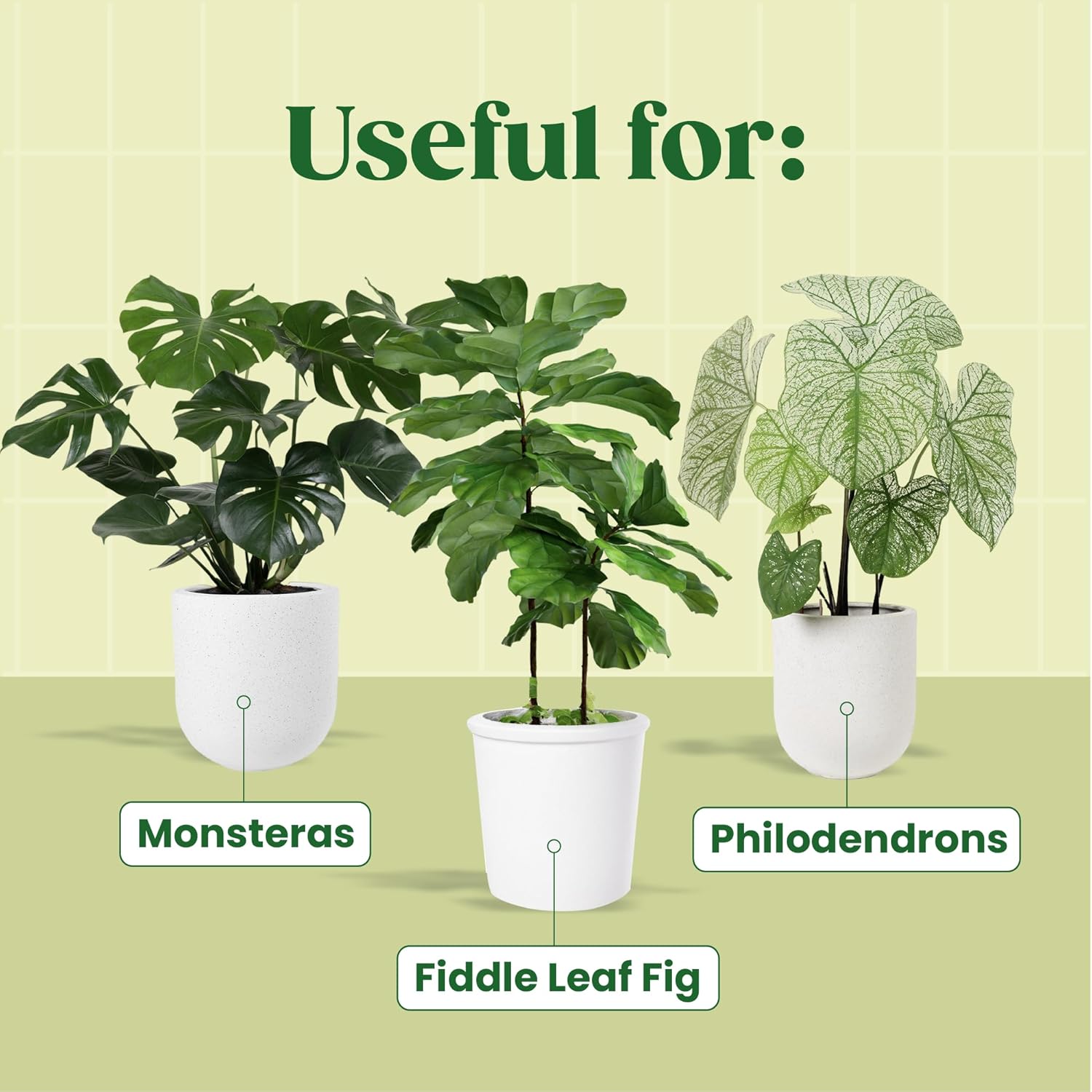 KALOYANOV Plant Serum N°1: Hig - огляд і ціна Fiddle Leaf Fig